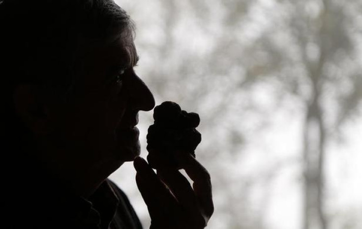 Truffle hunter Ezio Costa, 66, smells a truffle at his restaurant in Monchiero near Alba north-western Italy, November 9, 2013. REUTERS-Stefano Rellandini