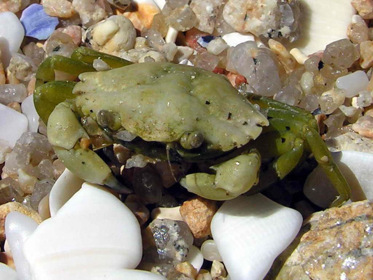 green-shore-crab
