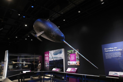 Narwhal Exhibition