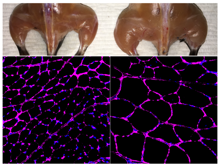 Muscle-Fst-Cas9-mouse