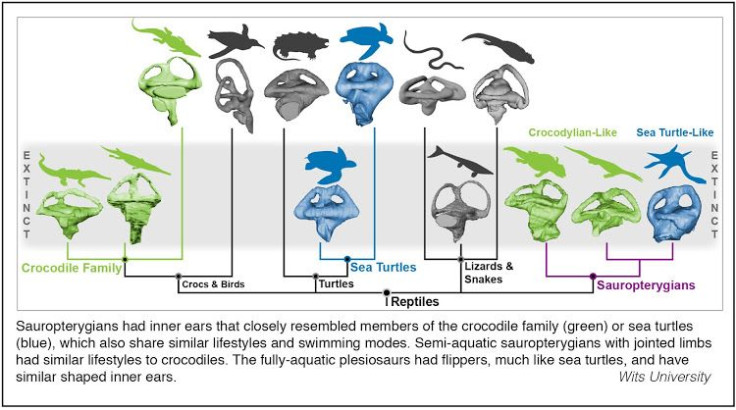 flow chart fossil dino