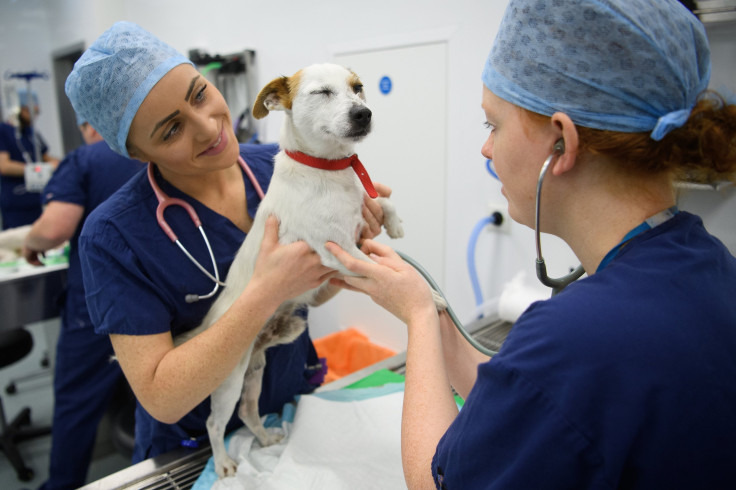 Veterinarians