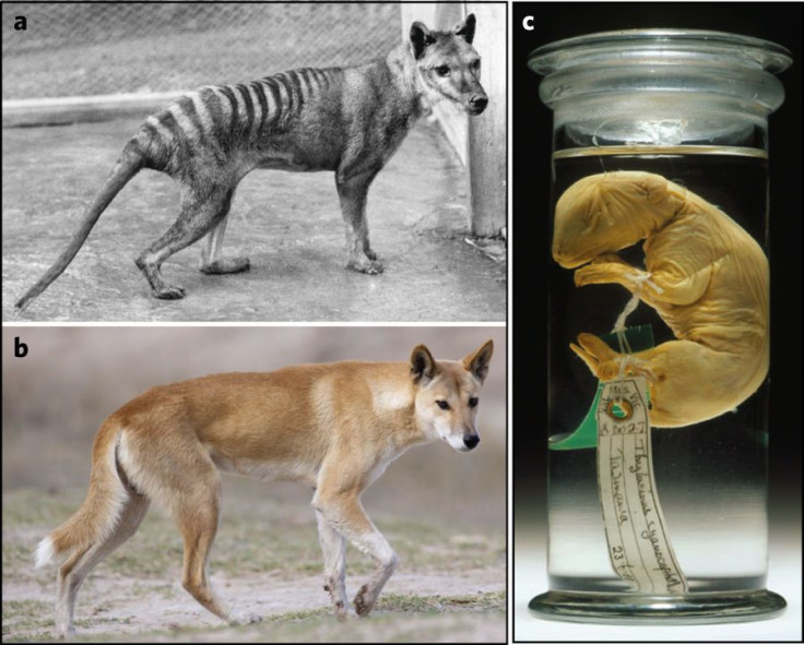 tasmanian-tiger-pup