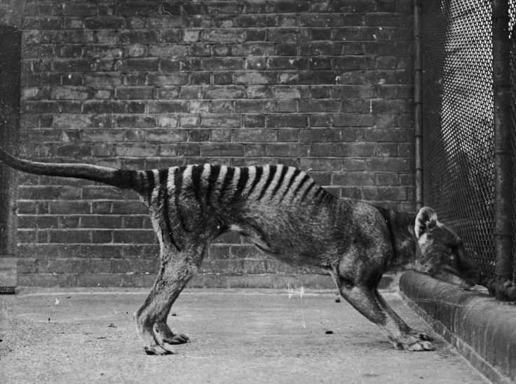 tasmanian-tiger