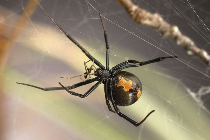 redback-spider