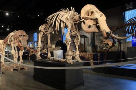 mammoth-skeletons-on-sale-390x285