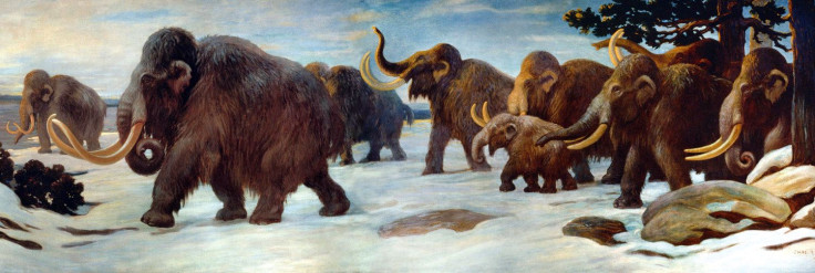 woolly-mammoth-charlesknight