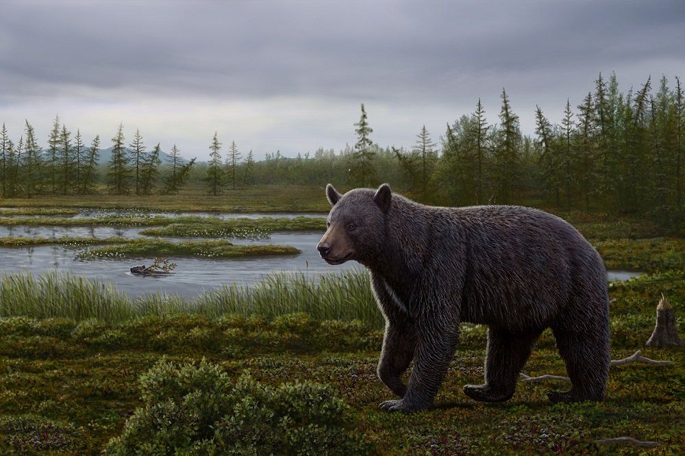 Extinct Bear Had Cavities In Its Teeth From Eating Too Many Sweets