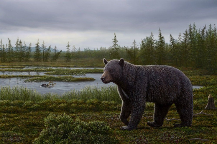 bear-extinct
