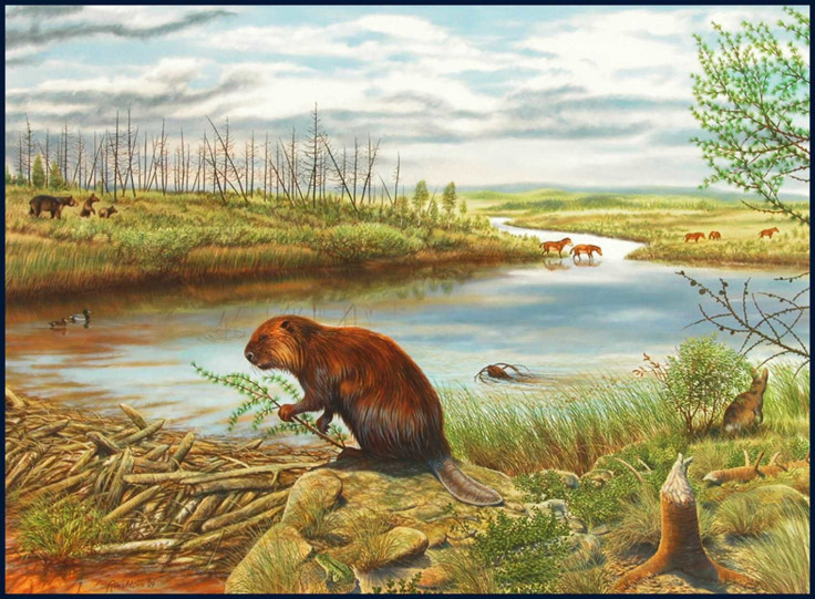 beaver-pond