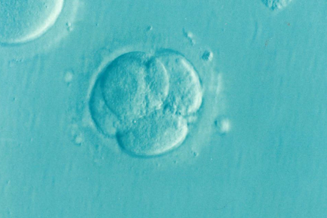 embryo-1514192_1920