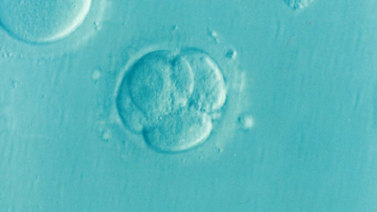 embryo-1514192_1920
