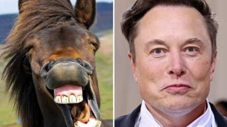 Elon Musk Horse Memes Trend As Social Media Savages Twitter's Future Owner