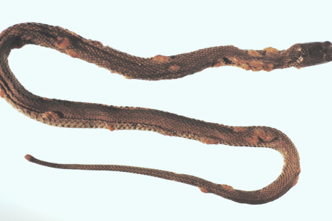 snake-fungal-disease