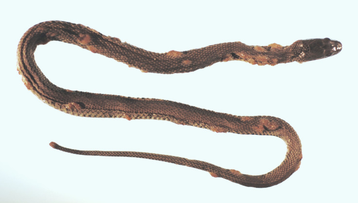 snake-fungal-disease