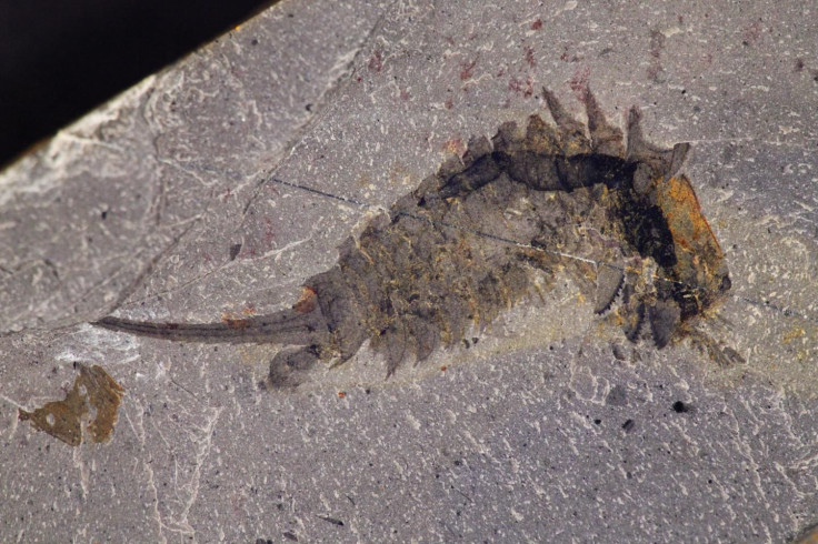 Habelia Optata Fossil