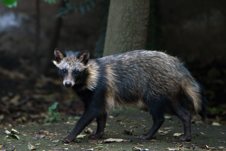 Raccoon attacks 4-year-old