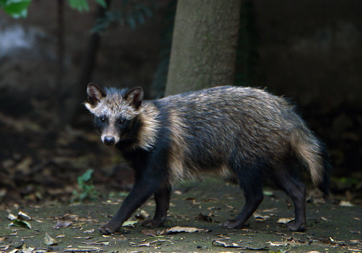 Raccoon attacks 4-year-old