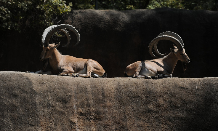  Nubian Ibex