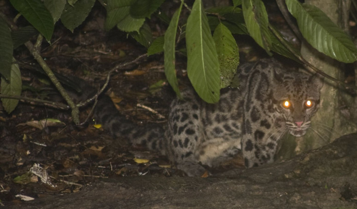 Borneo_clouded_leopard
