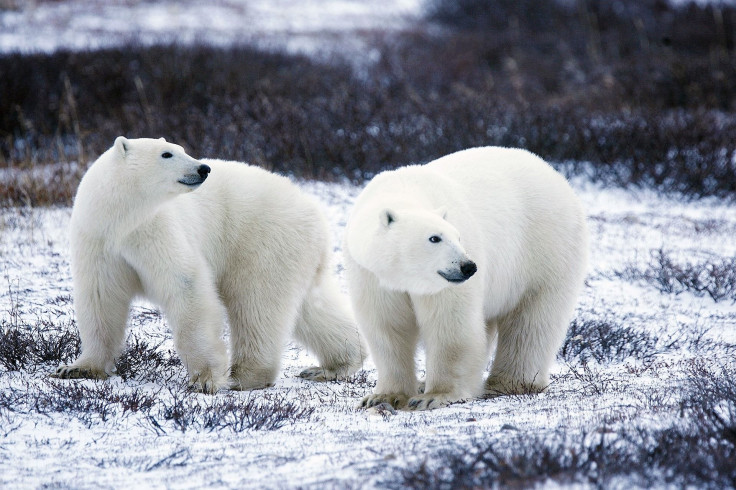 polar-bears-1665367_1920