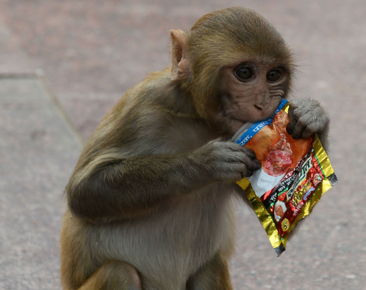 monkey eating india