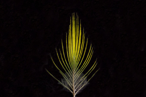 Golden-Crowned Manakin Feather