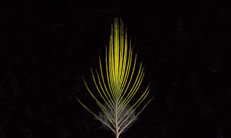 Golden-Crowned Manakin Feather