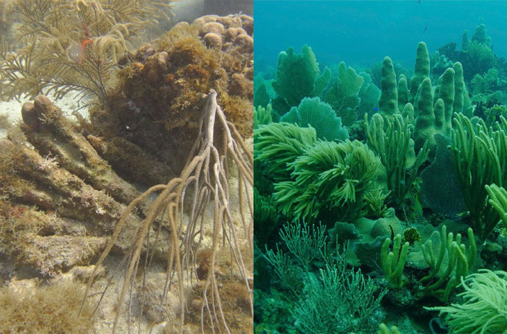 Corals Before and After