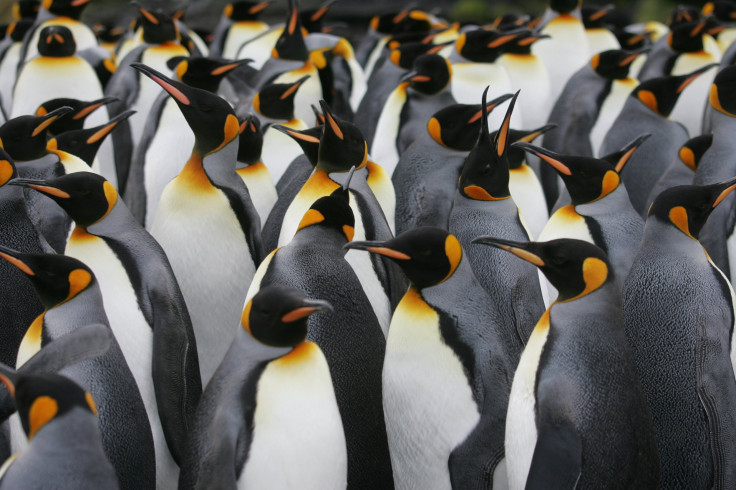 Penguins