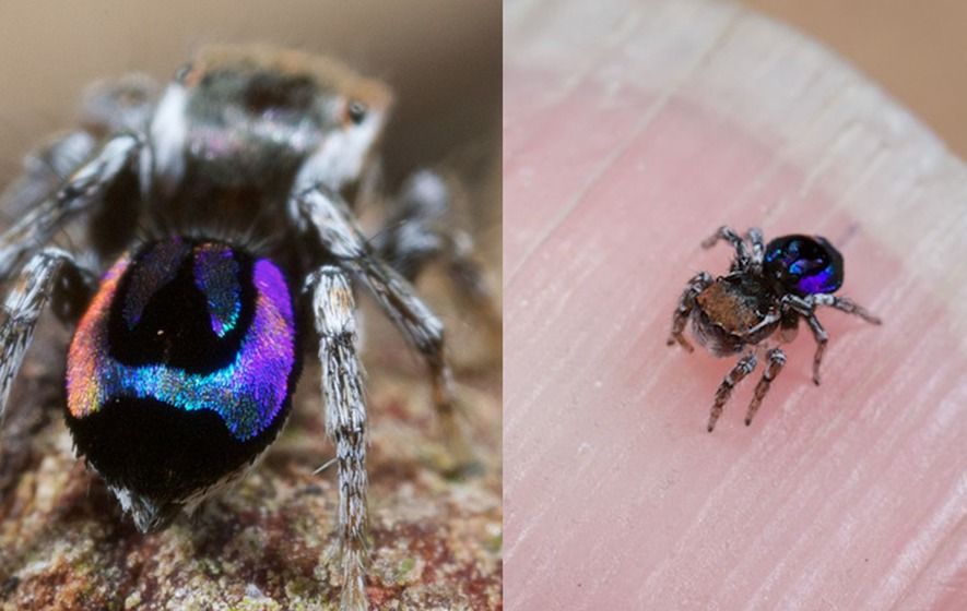 How Peacock Spiders Make Rainbows on Their Backsides, Smart News