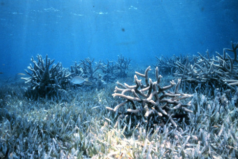 florida coral reef