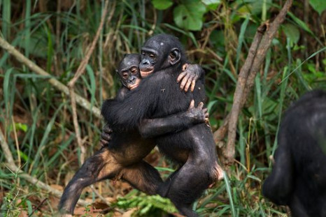bonobos hugging 