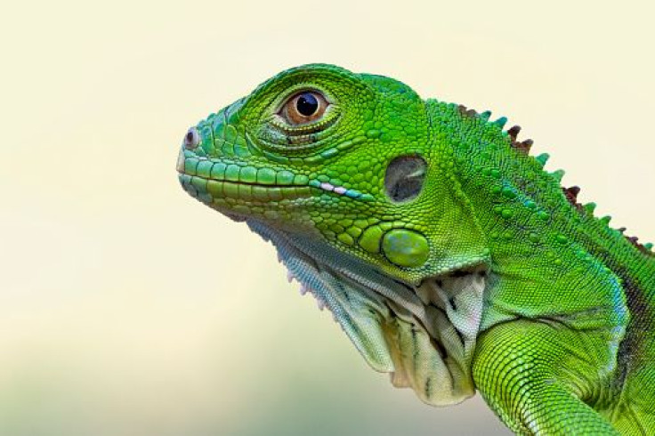 iguana