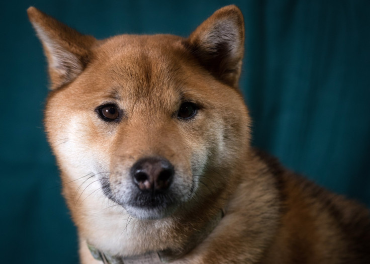 Japanese Shiba Inu dog