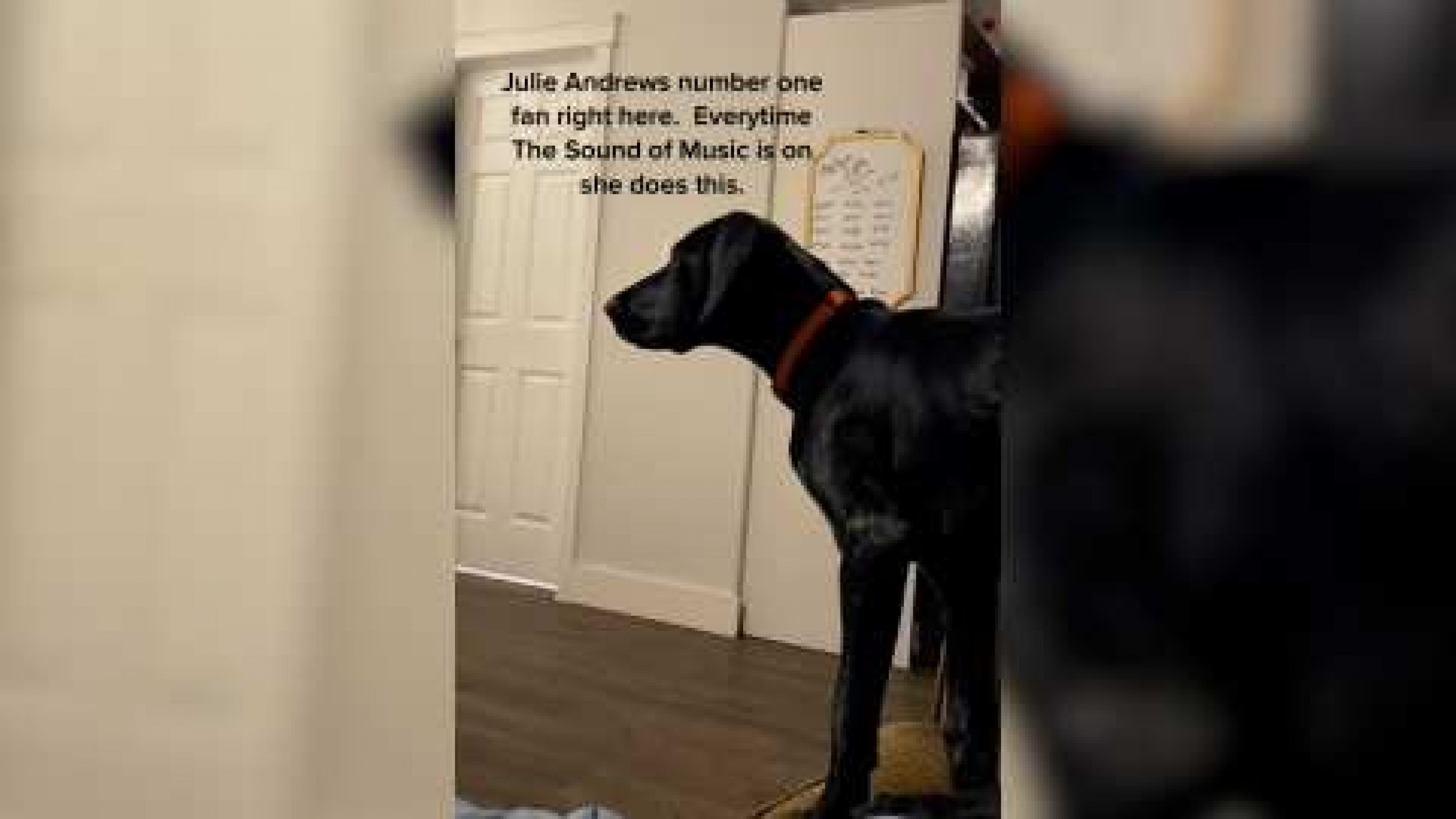Dog Is Number One Fan Of Julie Andrews In Viral Clip Good Taste