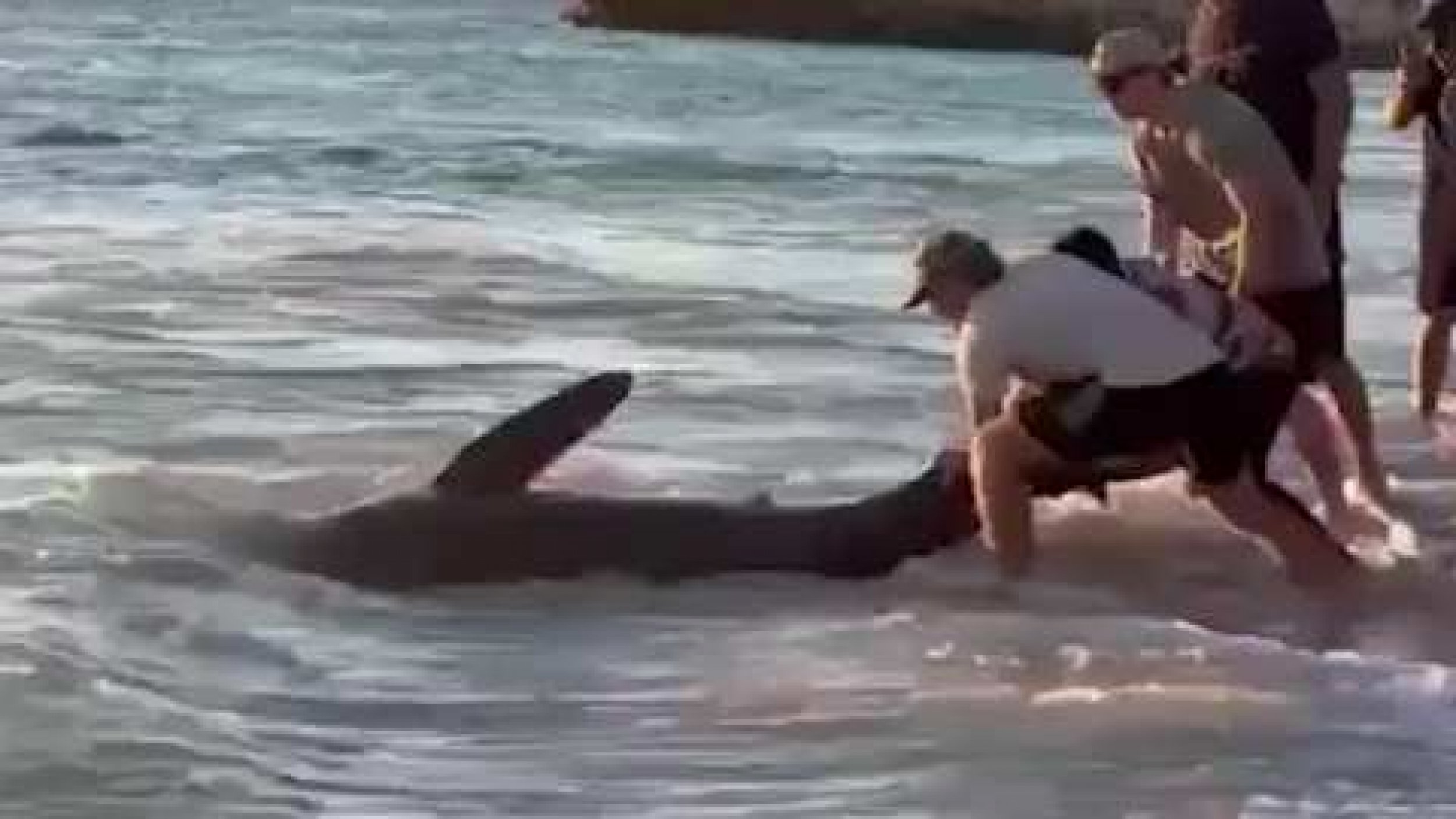 Stranded Shark Pushed To Sea By Beachgoers In Heart-Stopping Video