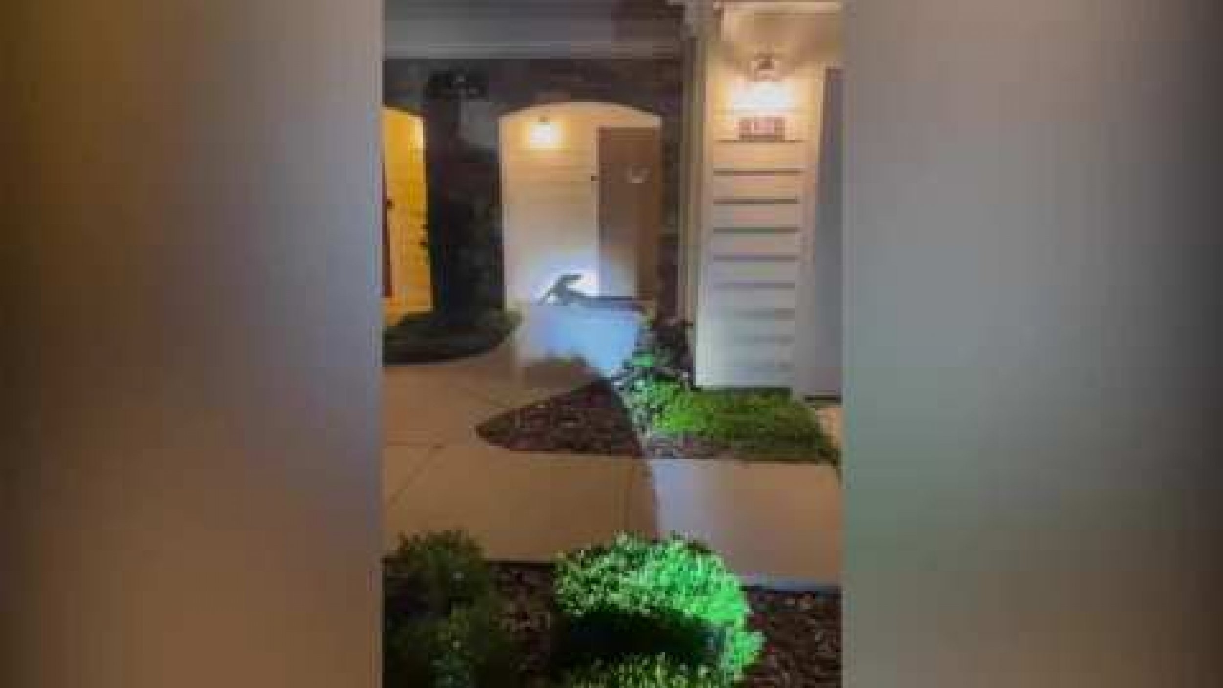 Alligator Filmed Outside Front Door Of Florida Home