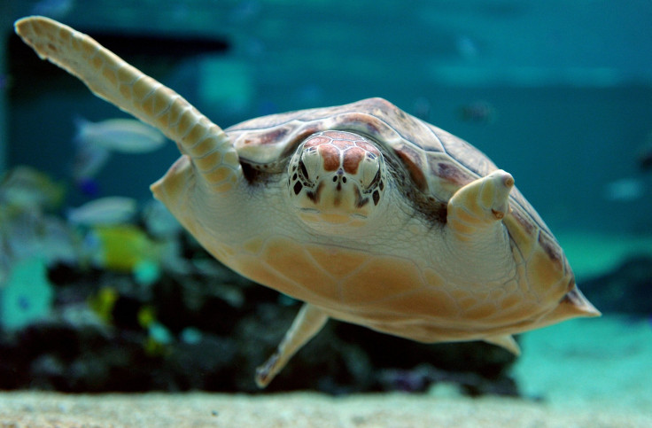 Green Sea Turtle