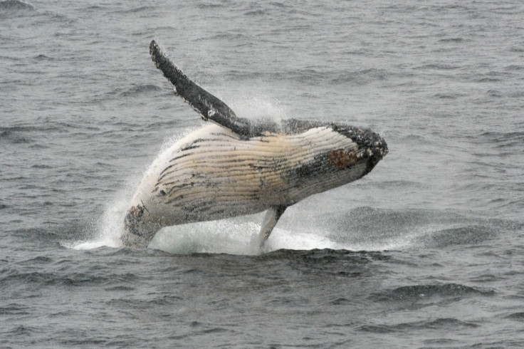 Humpback whale