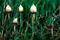 magic mushrooms 