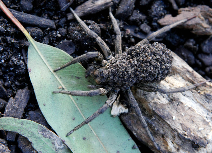 Wolf Spiders 