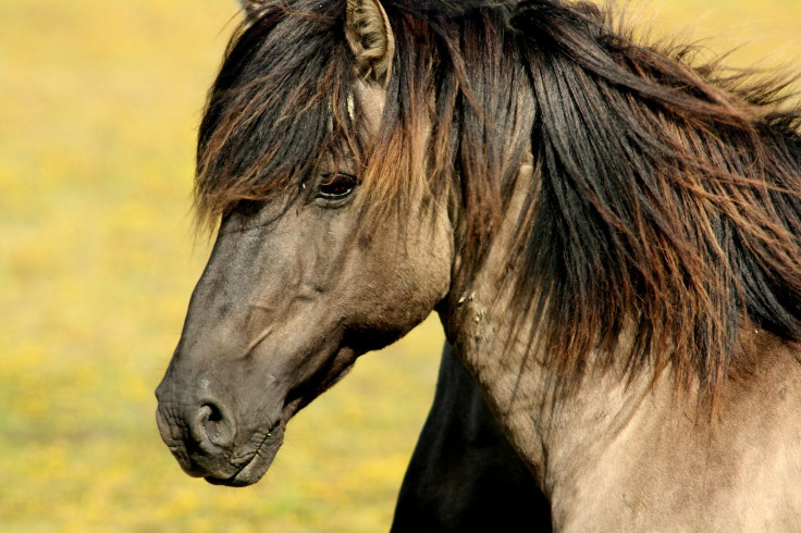 horse-337215_1920