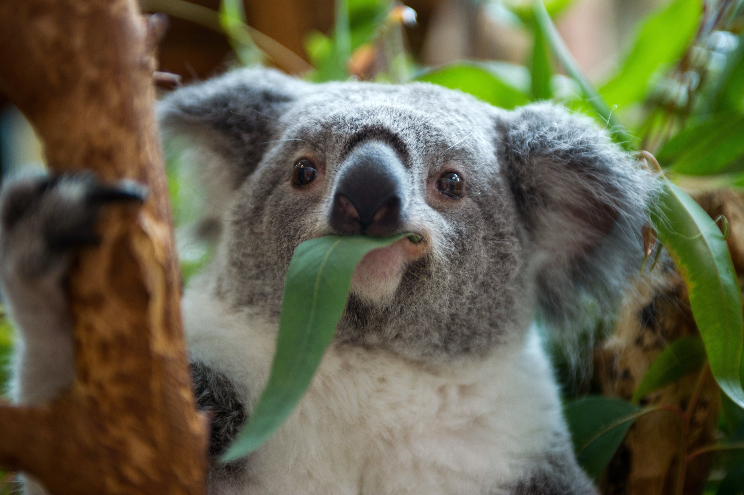 Коала отзывы. Эвкалипт в Австралии с коалой. Коала эвкалиптовый мишка. Коала питается эвкалиптом. 4 Коалы.