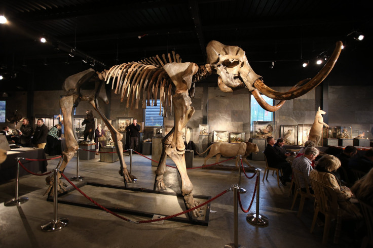 Wolly Mammoth skeleton 