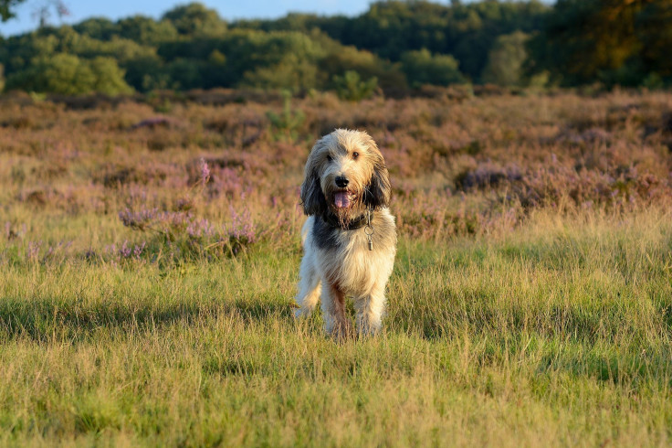 grand basset griffon vendeen 