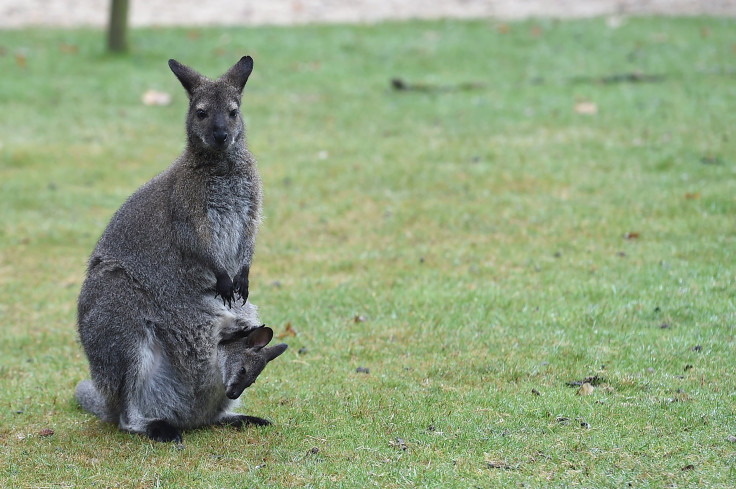 Wallaby leads police on chase 