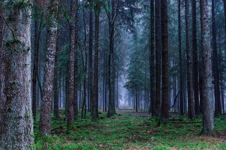 forest-europe
