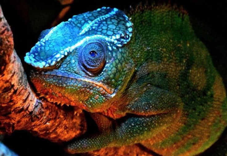 Fluorescent Chameleon