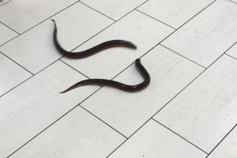 Live Eels